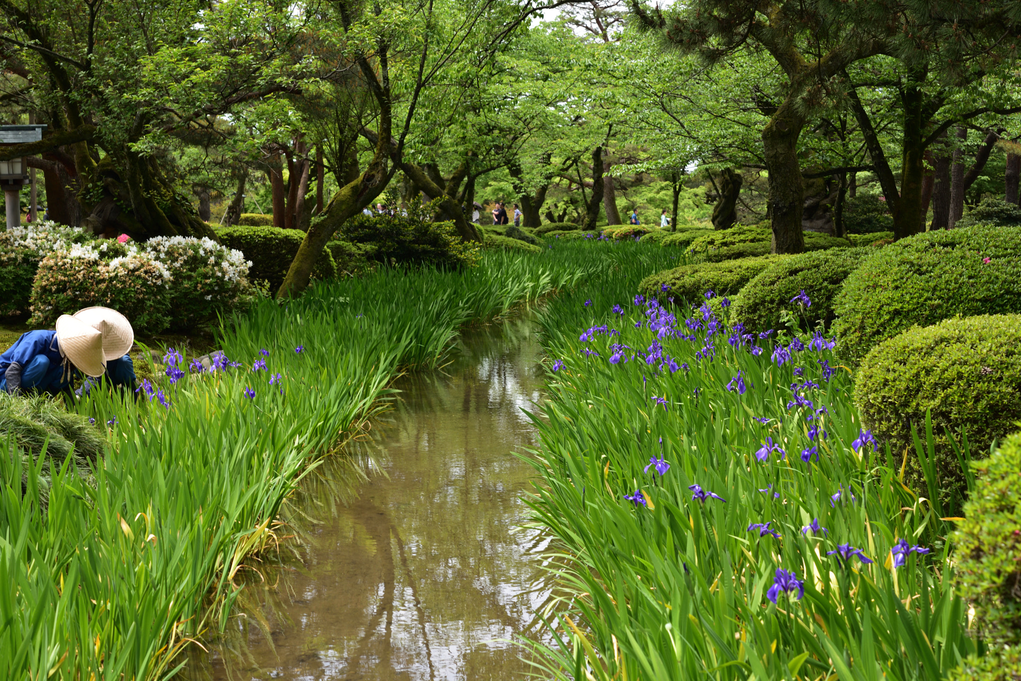 Nikon D750 sample photo. カキツバタ 兼六園 (3) photography