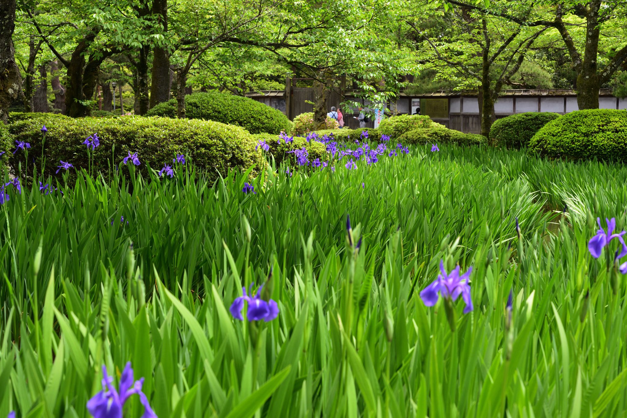 Nikon D750 + Nikon AF-S Micro-Nikkor 60mm F2.8G ED sample photo. カキツバタ 兼六園 (4) photography