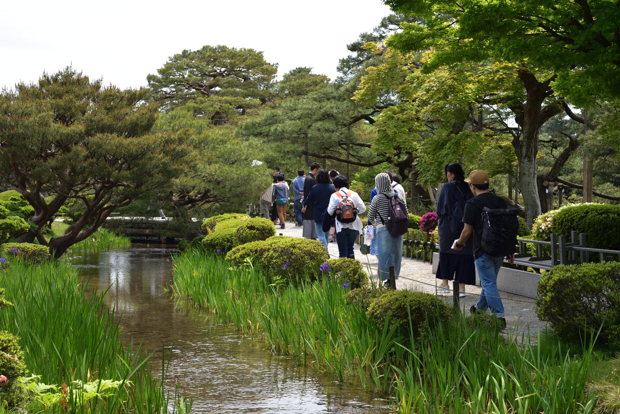 Nikon D750 sample photo. カキツバタ 兼六園 (5) photography