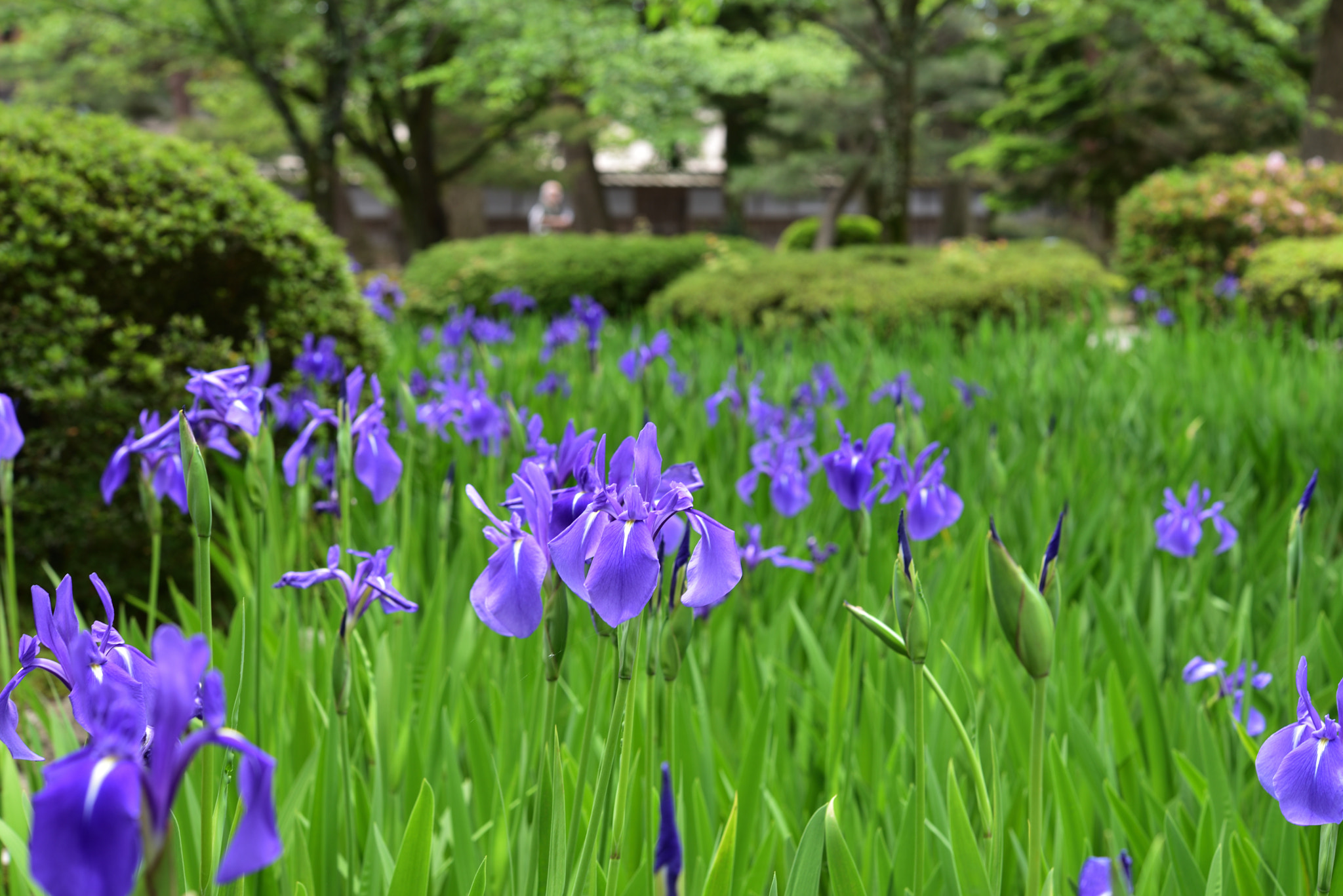 Nikon D750 sample photo. カキツバタ 兼六園 photography