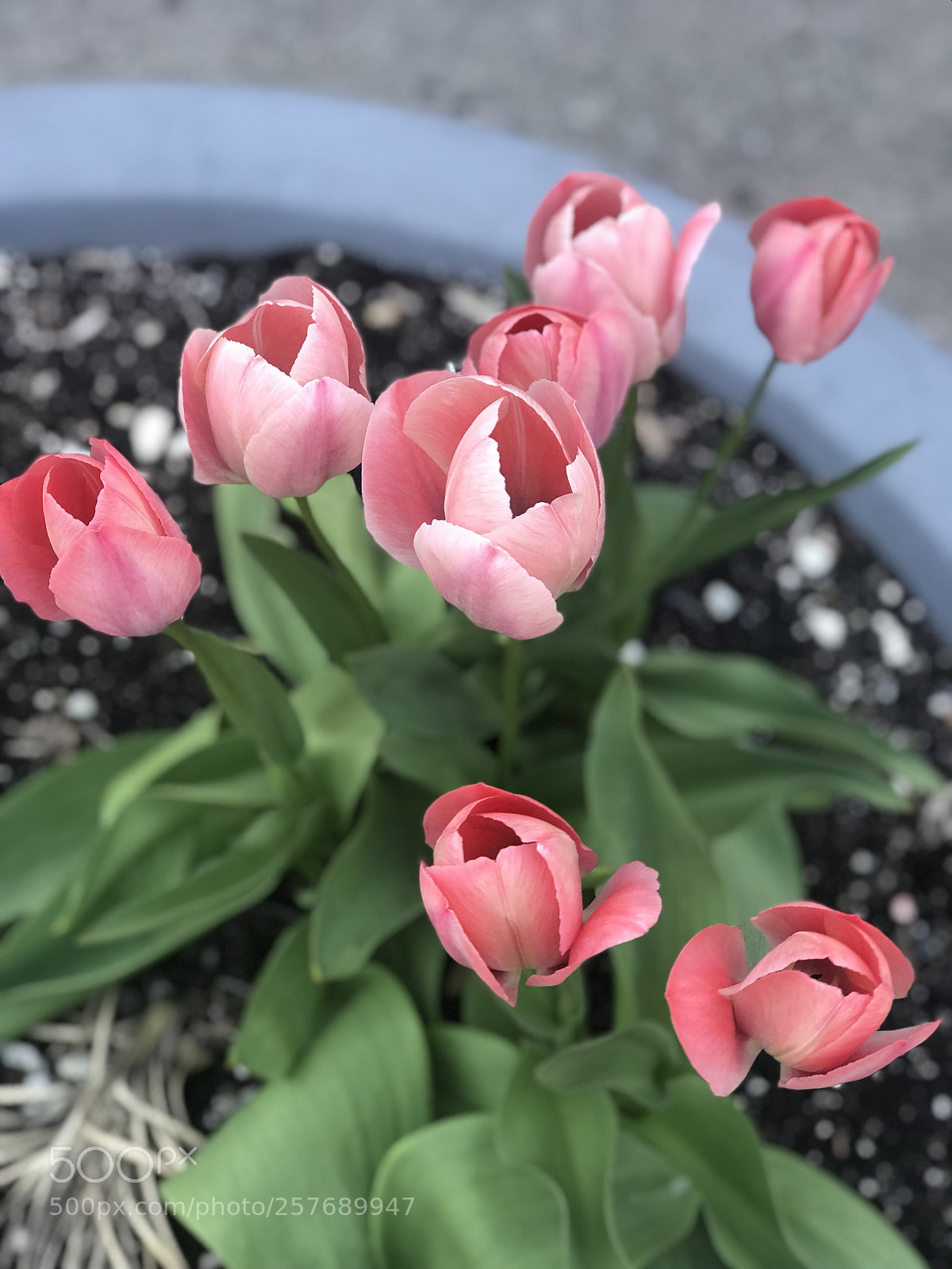 Apple iPhone 7 Plus sample photo. Tulips  photography