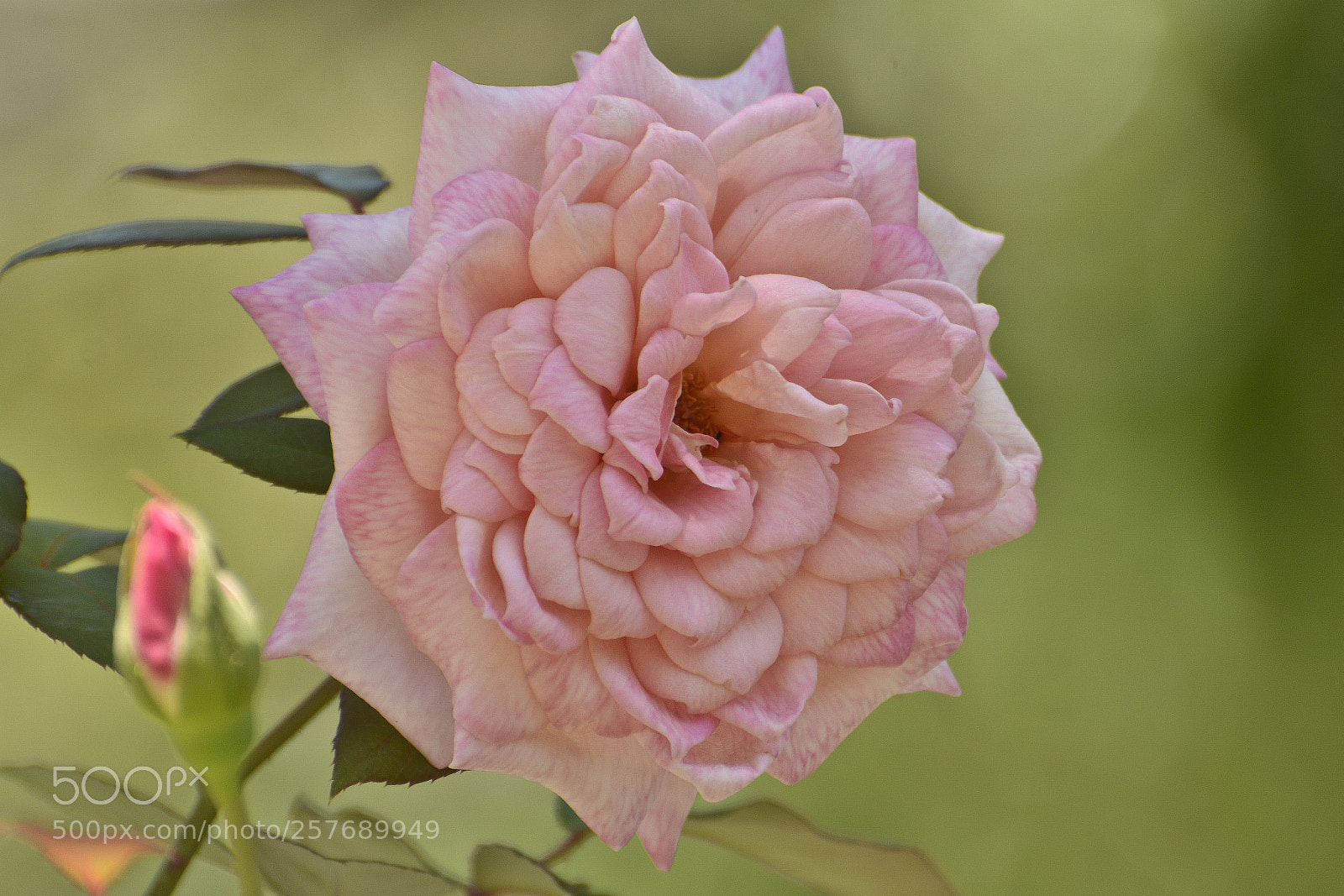 Nikon D7100 sample photo. Reverenciando a beleza. photography