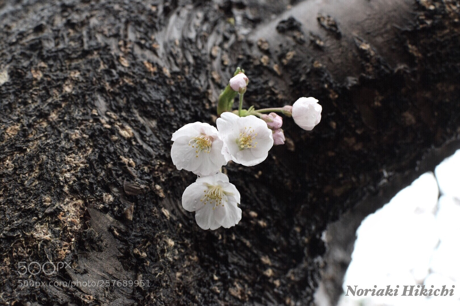 Nikon D5300 sample photo. Untitled photography