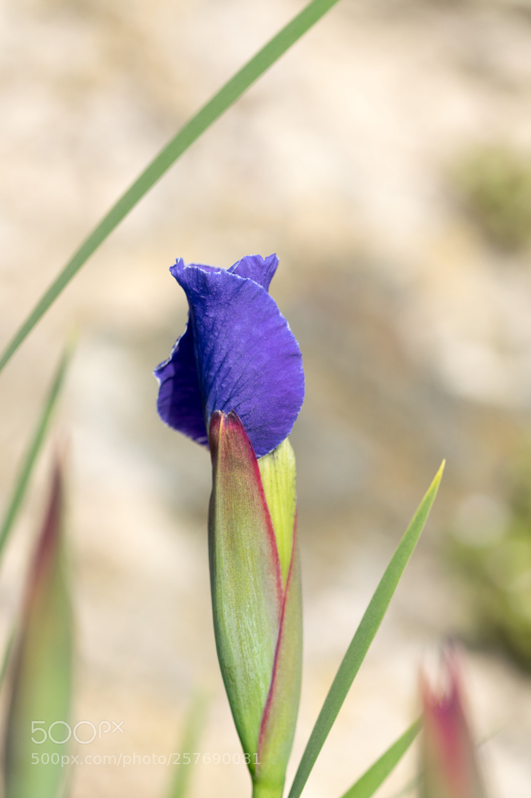 Nikon D3300 sample photo. The beginning photography