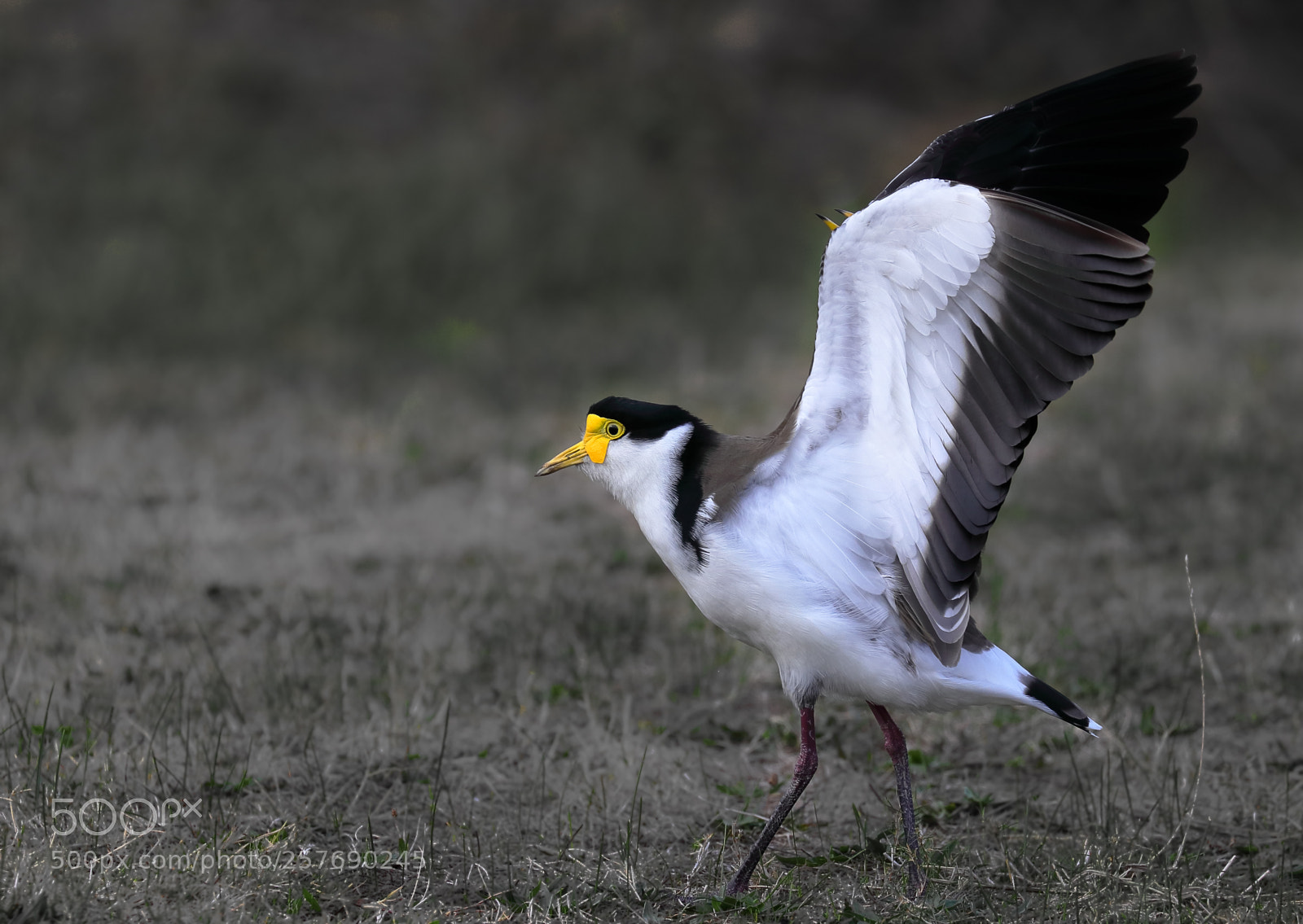 Canon EOS 80D sample photo. Masked lapwing photography