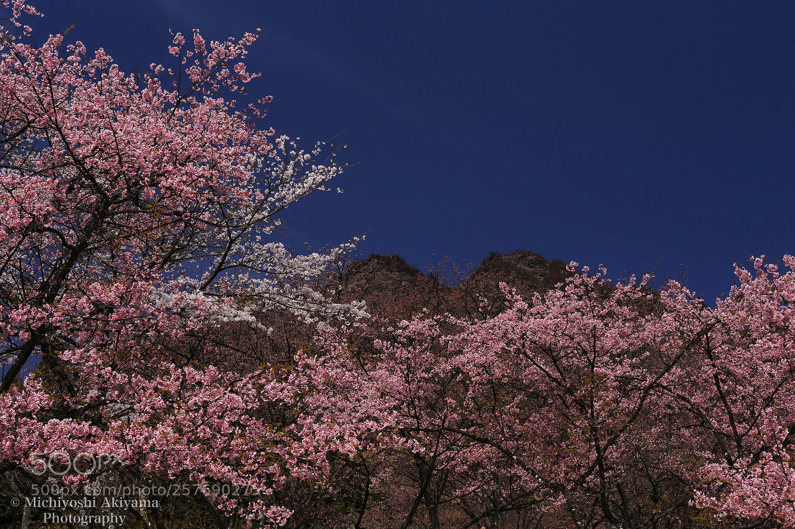 Canon EOS 6D sample photo. Sakura and mt.myogi photography