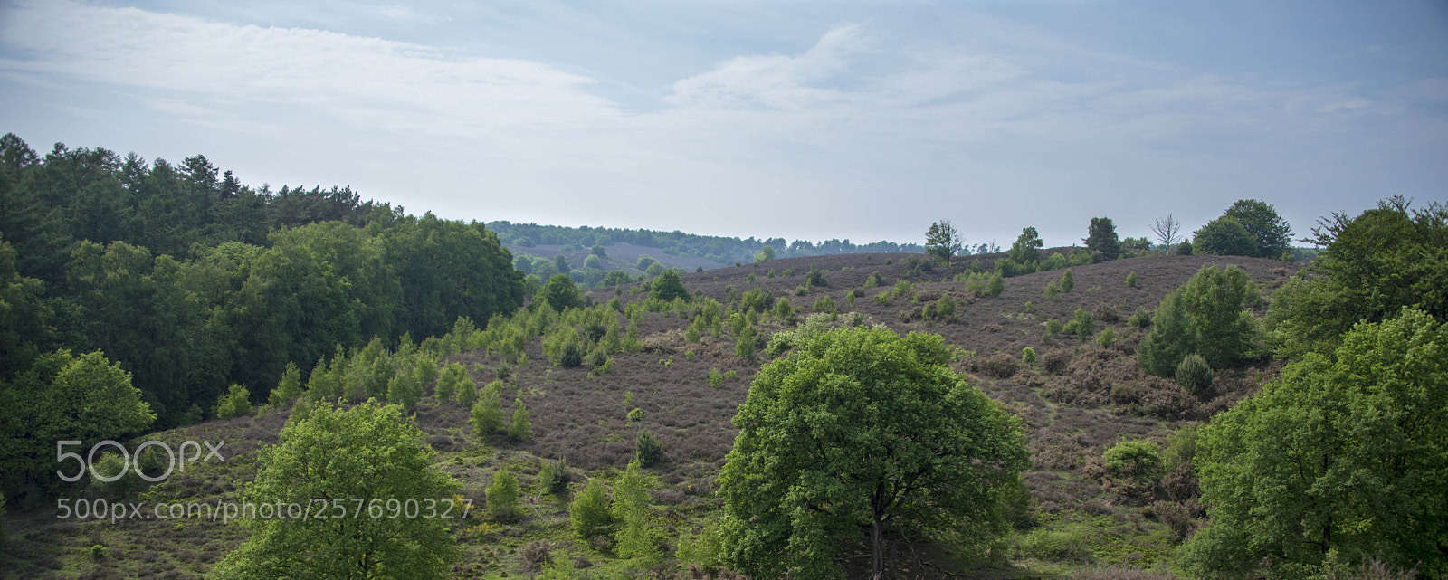 Nikon D750 sample photo. Heathland (posbank, netherlands) photography