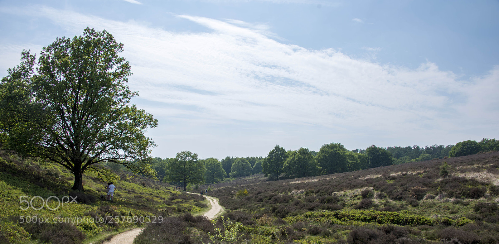 Nikon D750 sample photo. Heathland (posbank, netherlands) photography