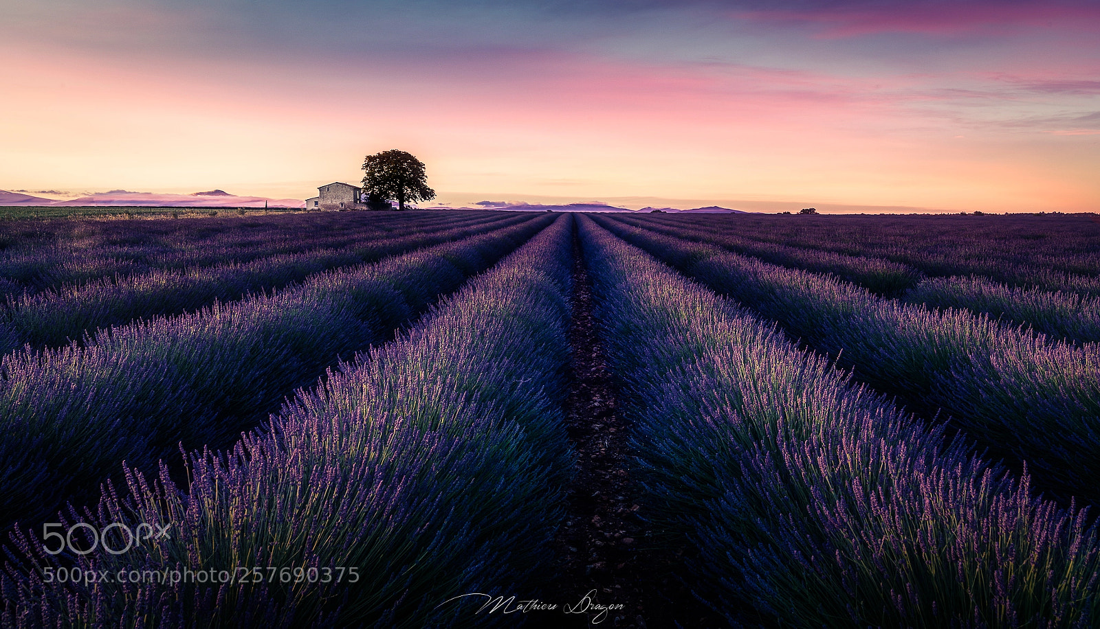 Nikon D800E sample photo. Valensole photography