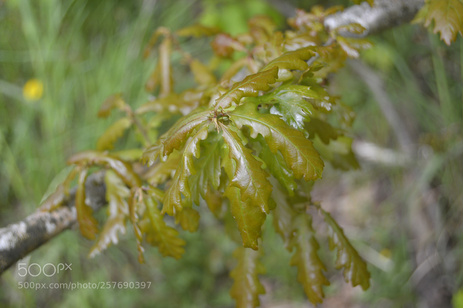 Nikon D3200 sample photo. Dansk natur photography