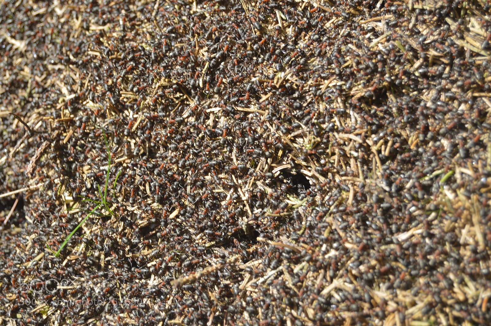 Nikon D3200 sample photo. Dansk natur photography
