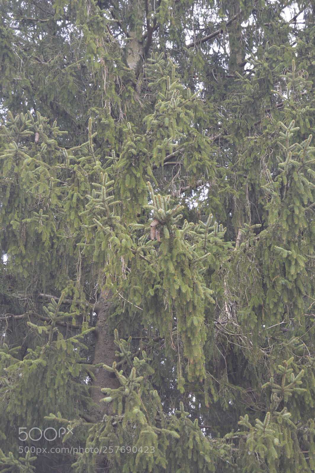Nikon D3200 sample photo. Dansk natur photography