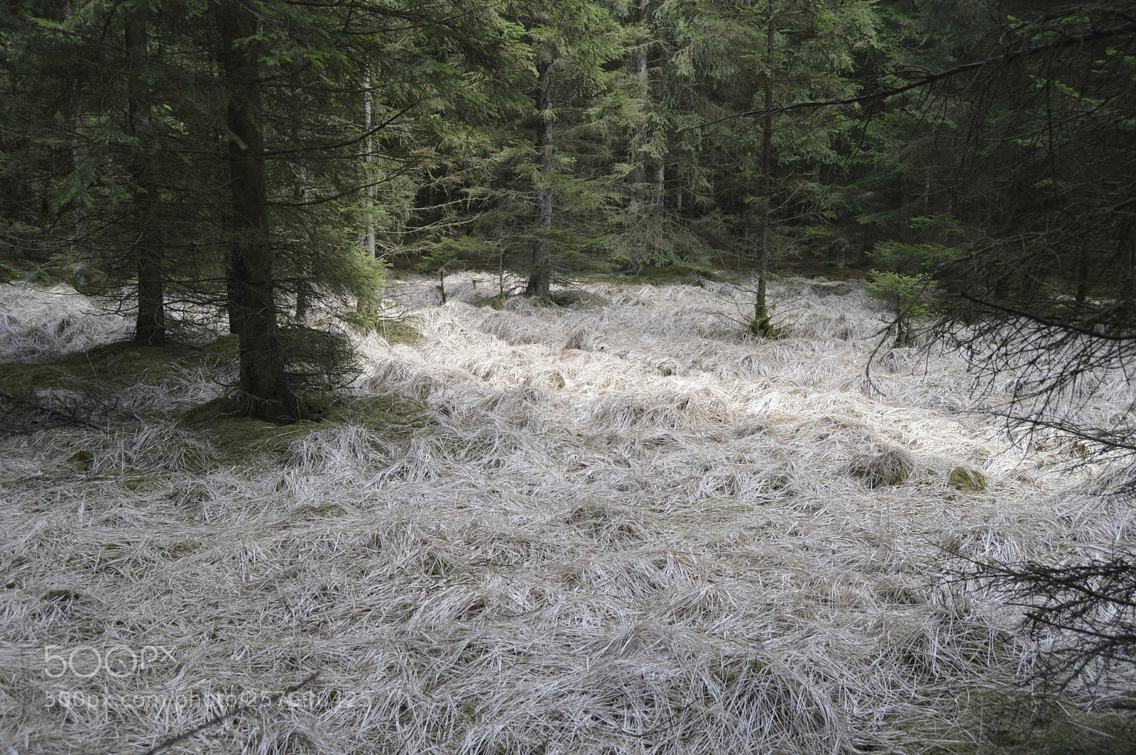Nikon D3200 sample photo. Dansk natur photography