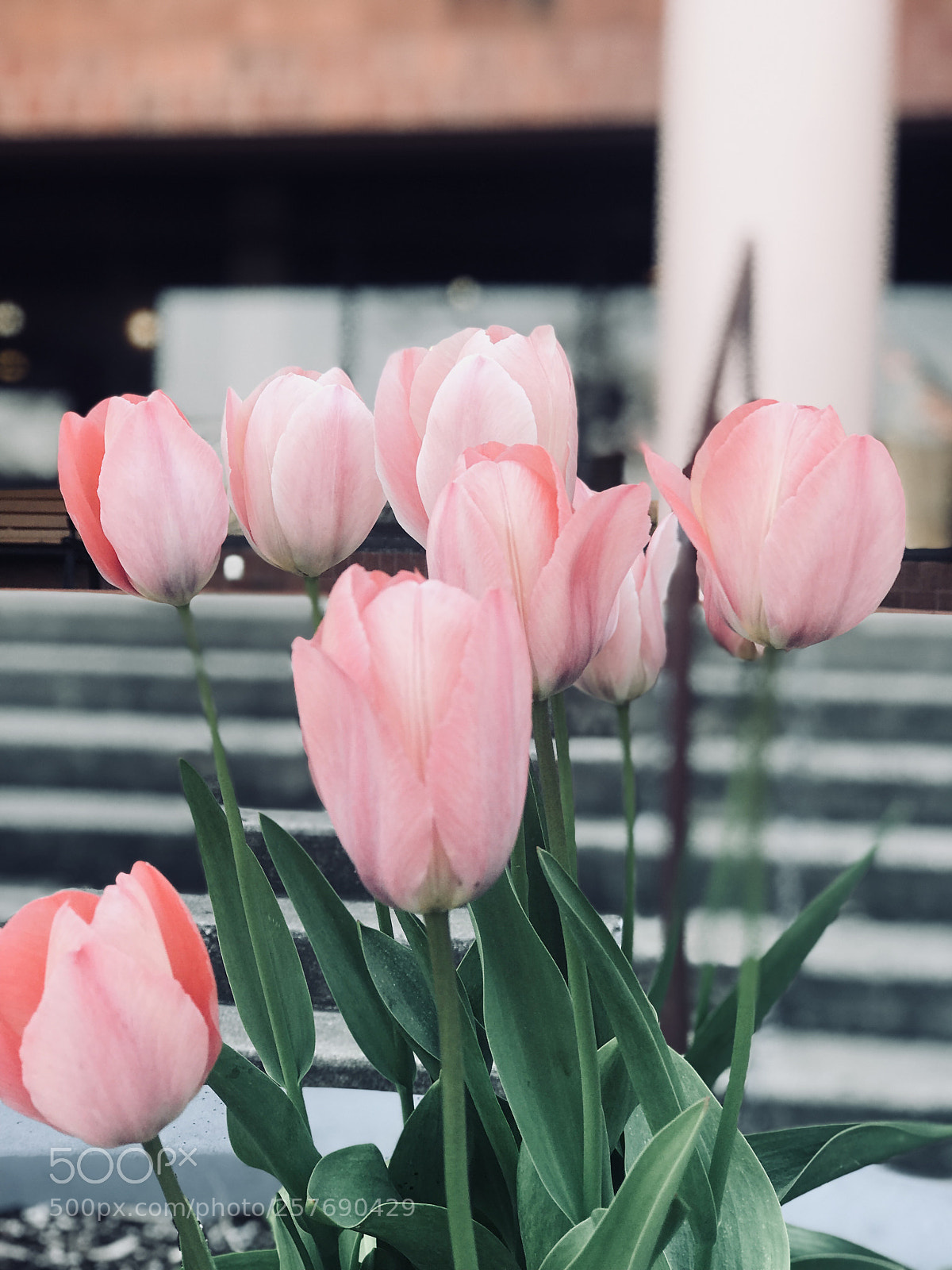 Apple iPhone 7 Plus sample photo. Tulips  photography