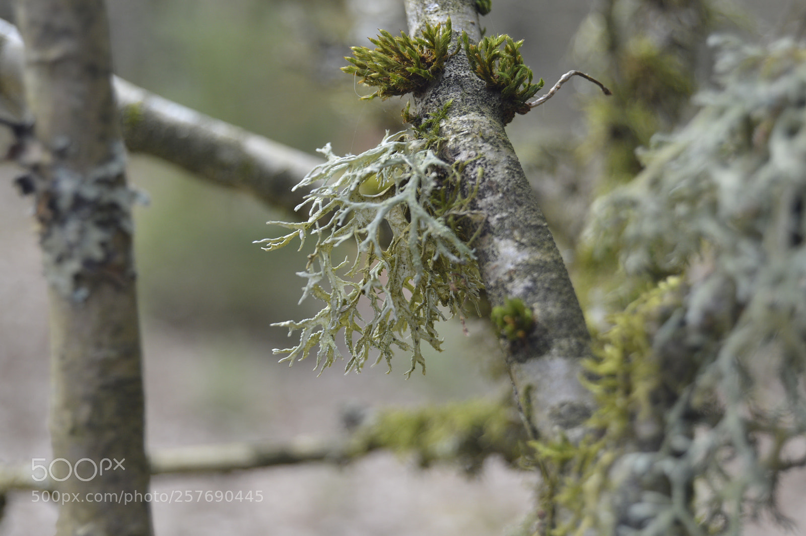 Nikon D3200 sample photo. Dansk natur photography