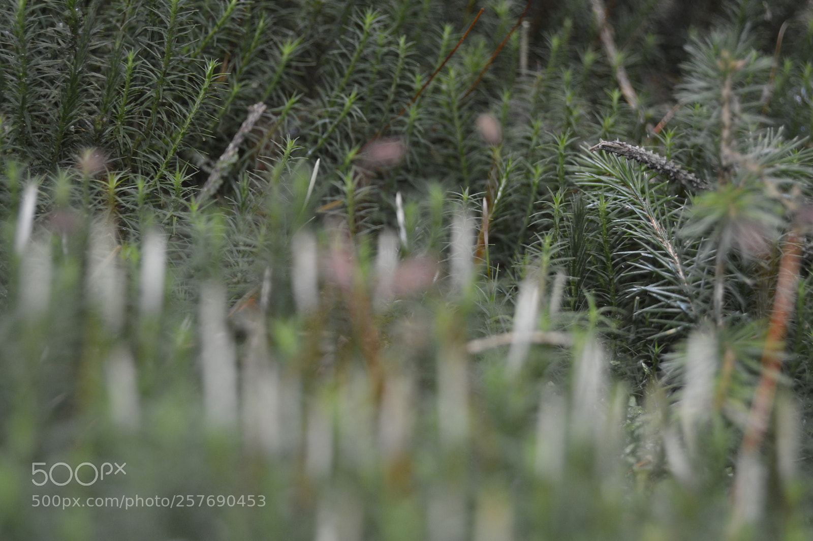 Nikon D3200 sample photo. Dansk natur photography