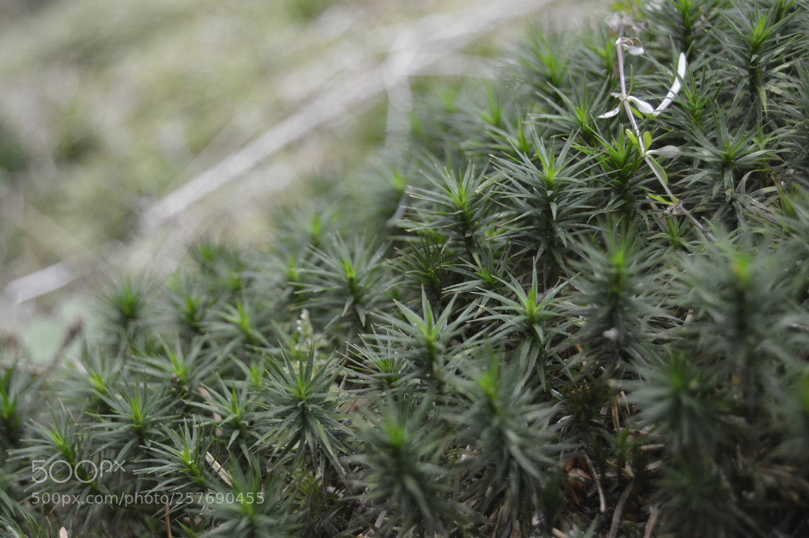 Nikon D3200 sample photo. Dansk natur photography