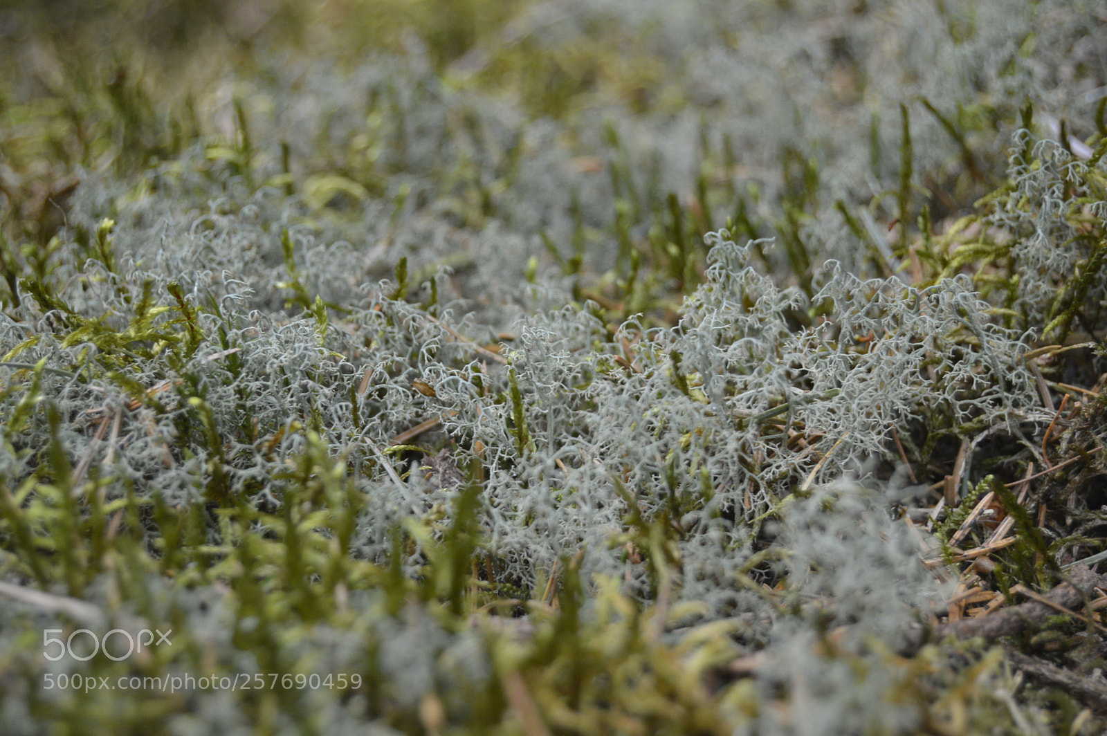 Nikon D3200 sample photo. Dansk natur photography