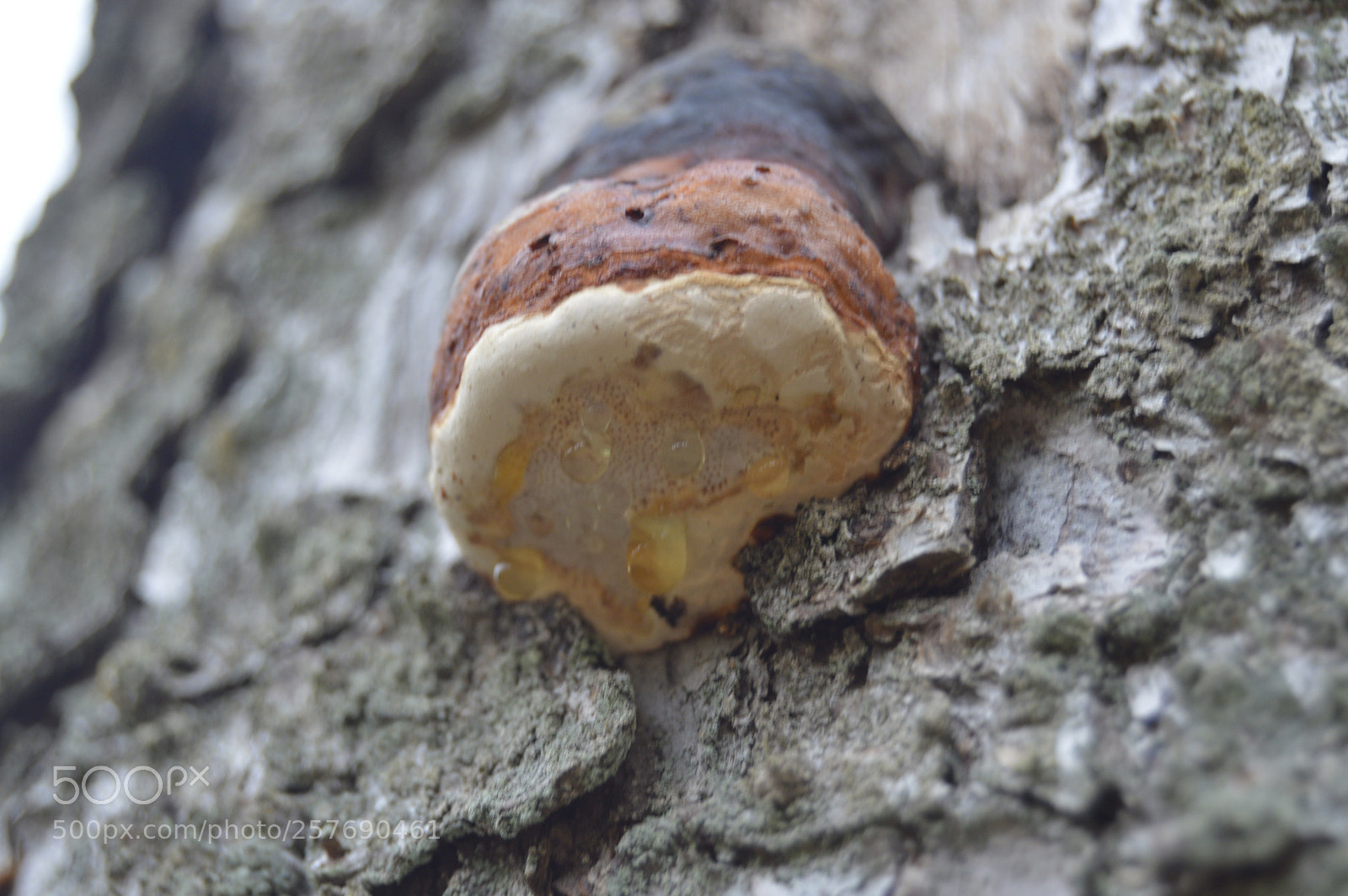 Nikon D3200 sample photo. Dansk natur photography