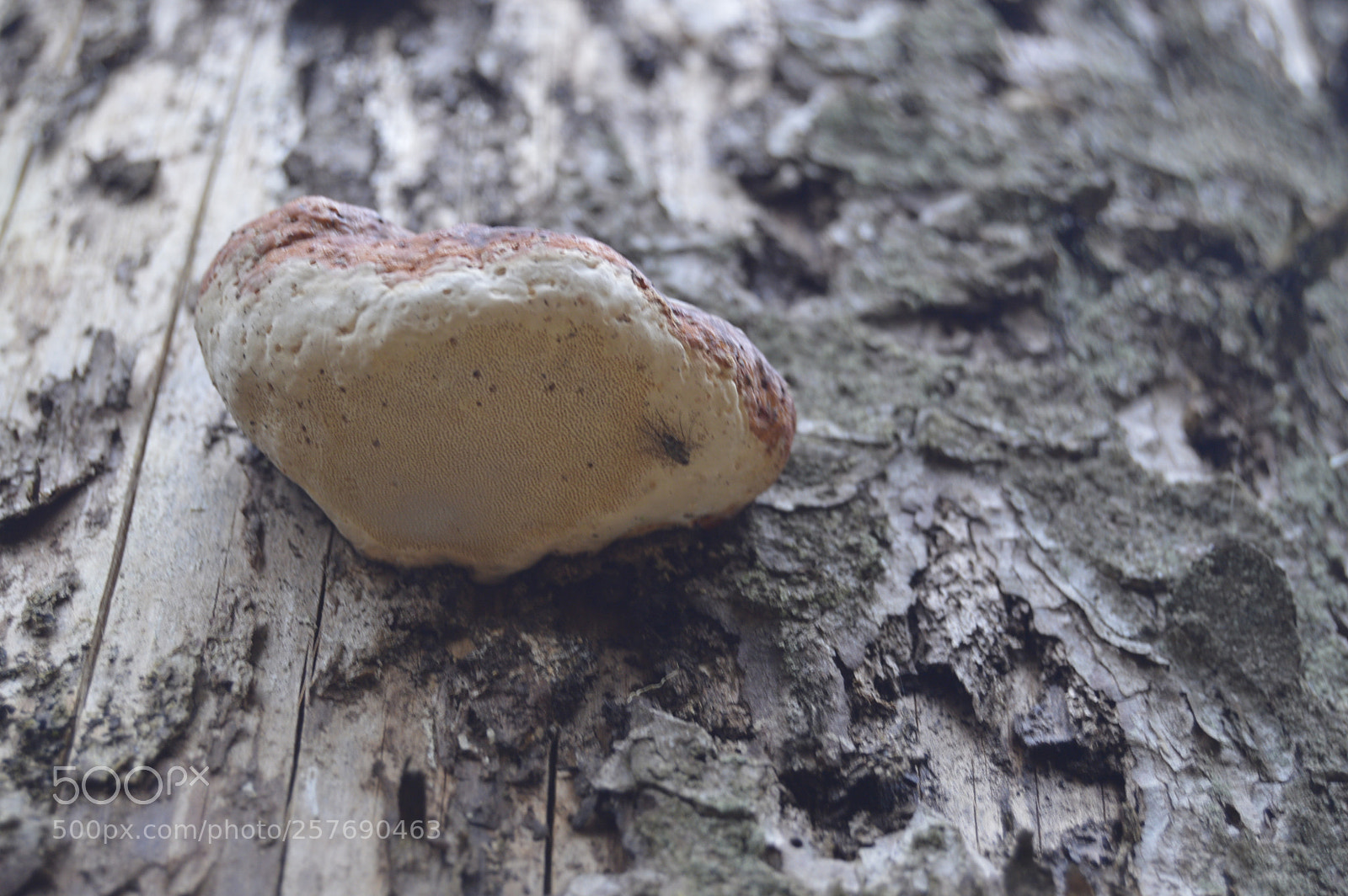 Nikon D3200 sample photo. Dansk natur photography
