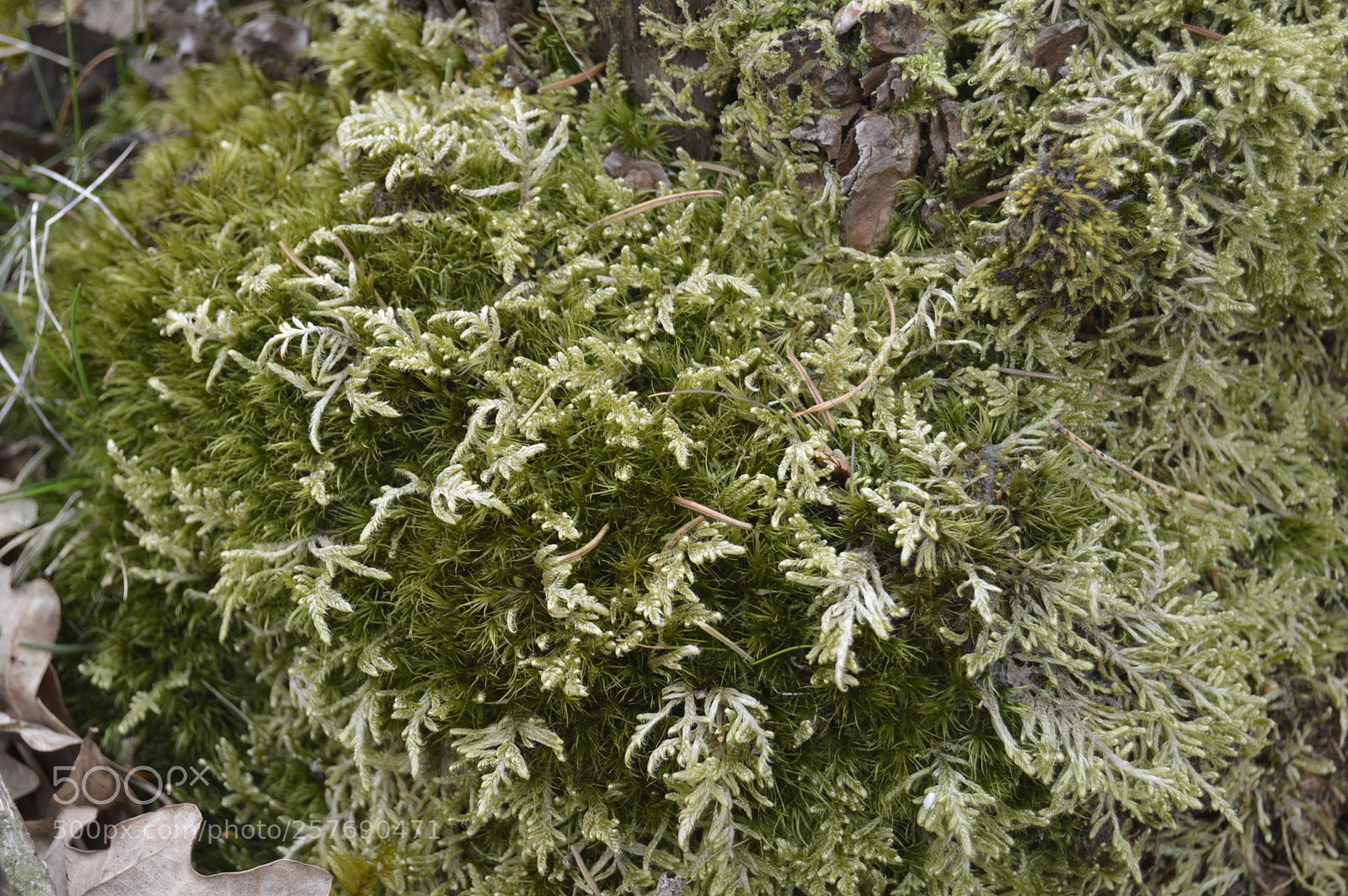 Nikon D3200 sample photo. Dansk natur photography