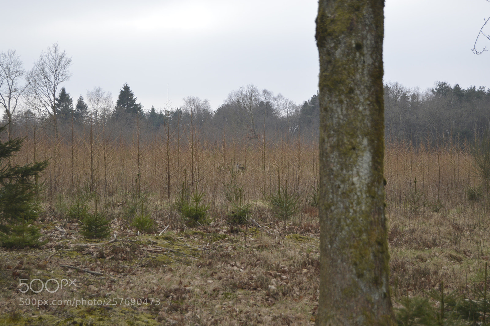 Nikon D3200 sample photo. Dansk natur photography