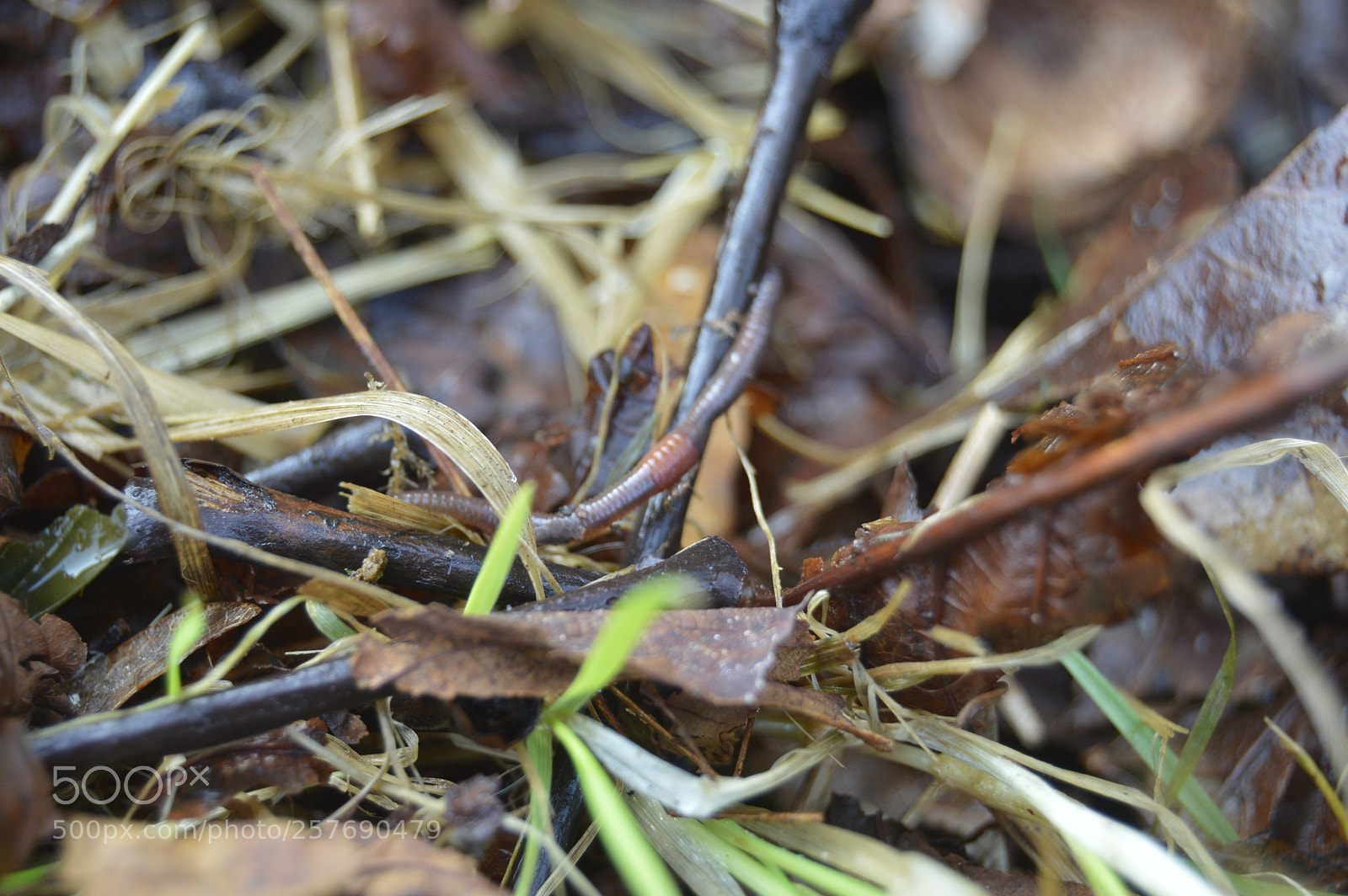 Nikon D3200 sample photo. Dansk natur photography