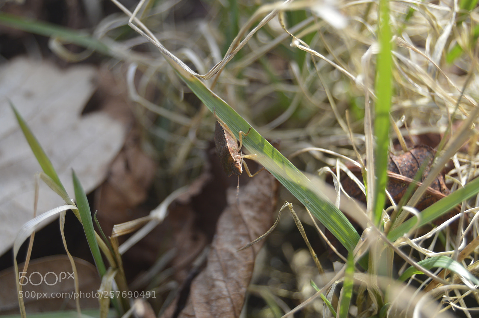 Nikon D3200 sample photo. Dansk natur photography