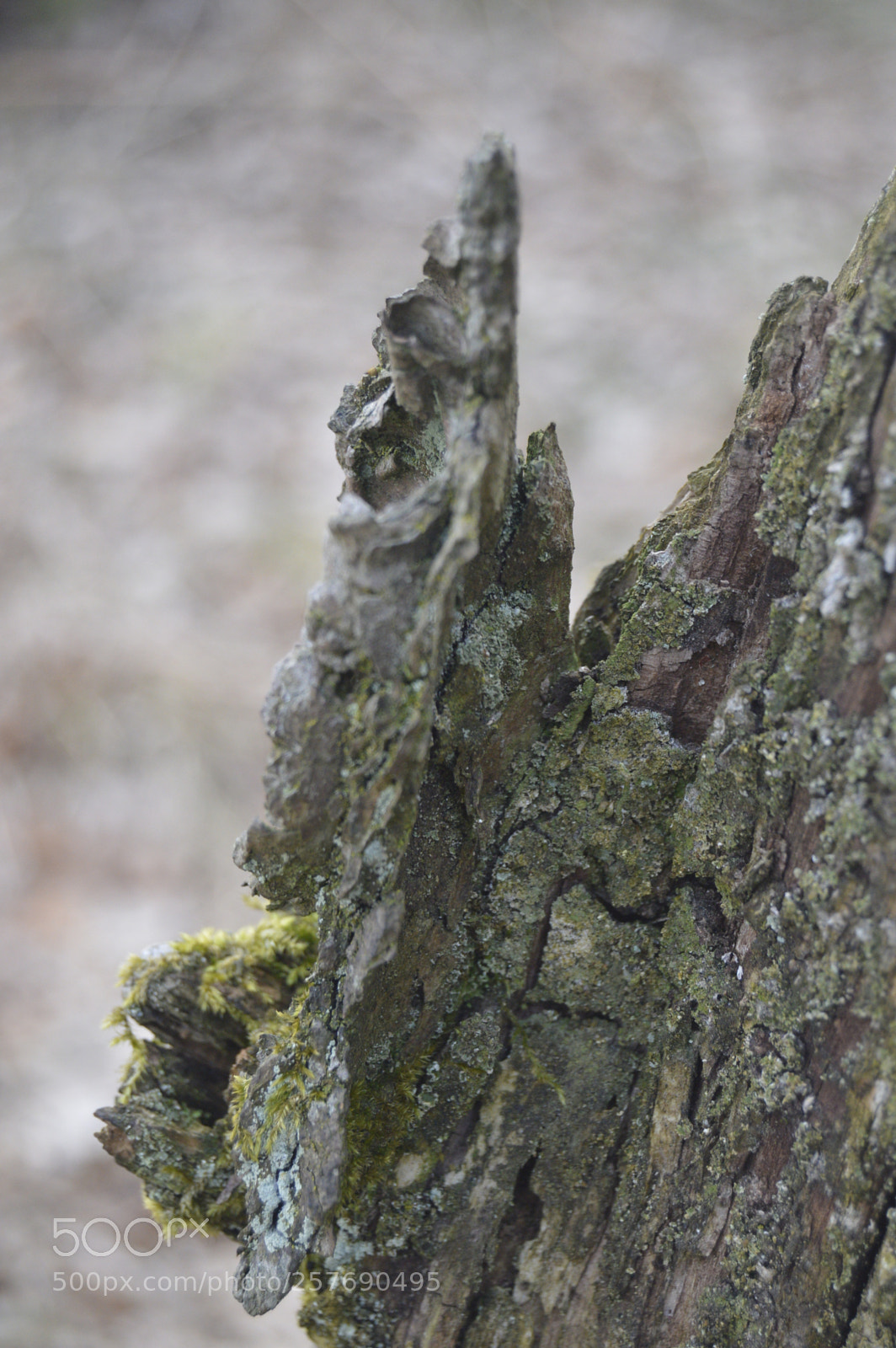 Nikon D3200 sample photo. Dansk natur photography
