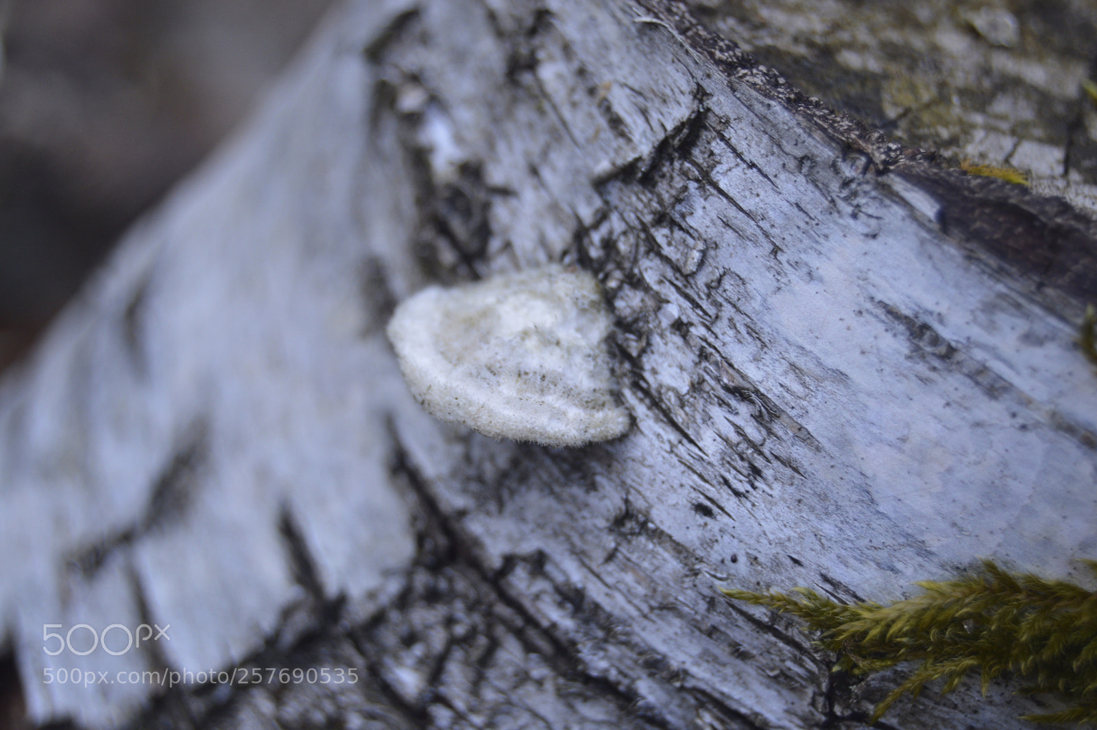 Nikon D3200 sample photo. Dansk natur photography
