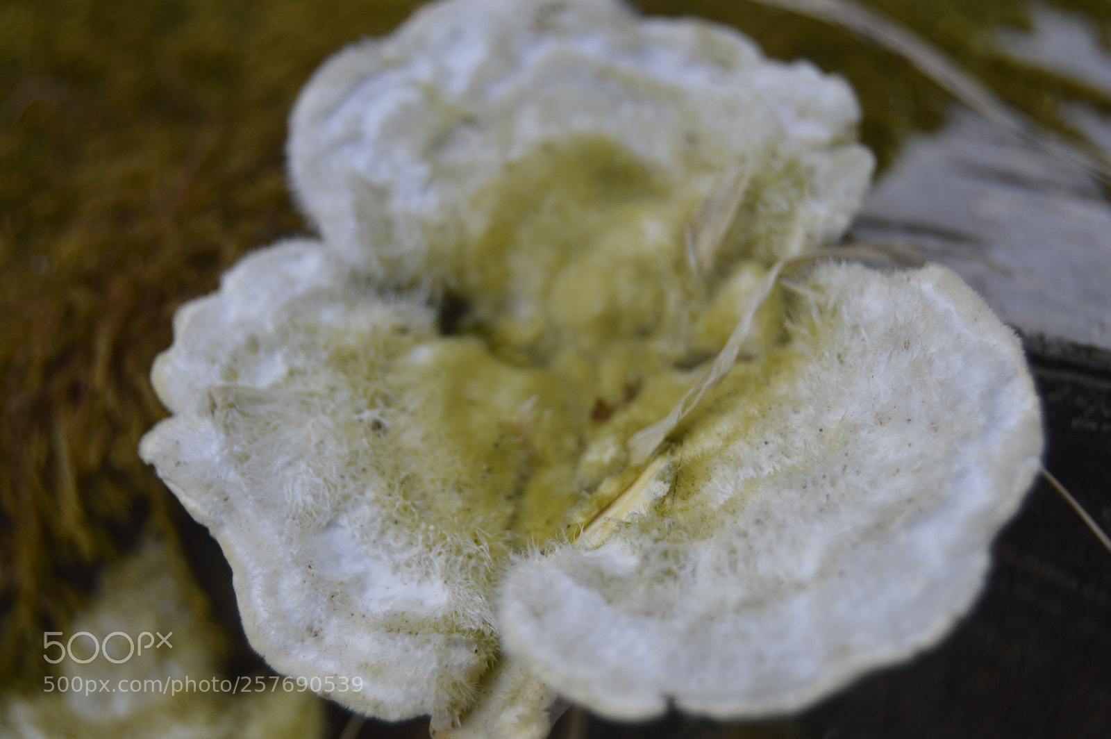 Nikon D3200 sample photo. Dansk natur photography