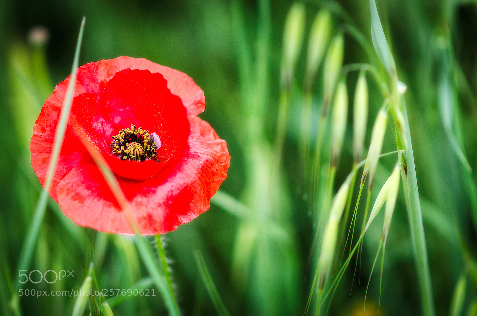 Nikon D5100 sample photo. Poppy photography