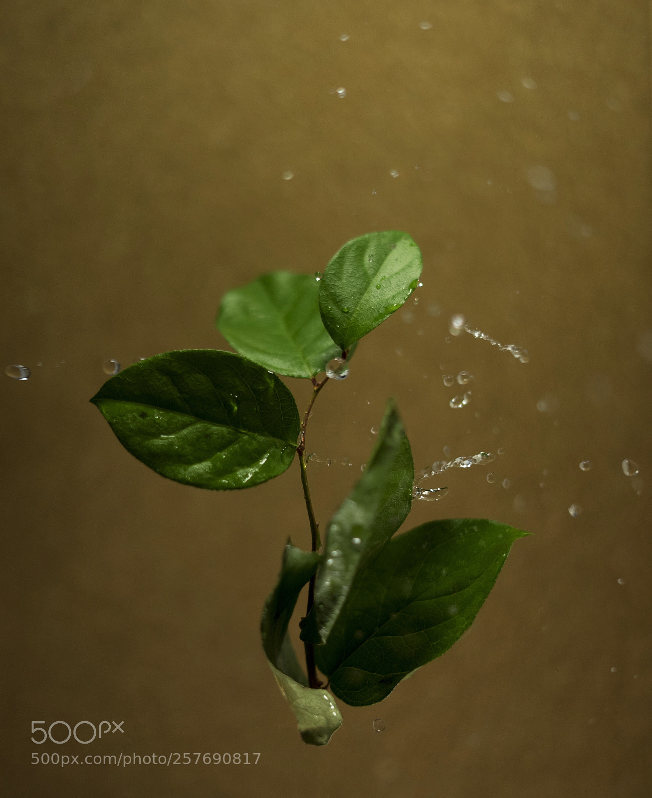 Sony a7 sample photo. Green leaves with water photography
