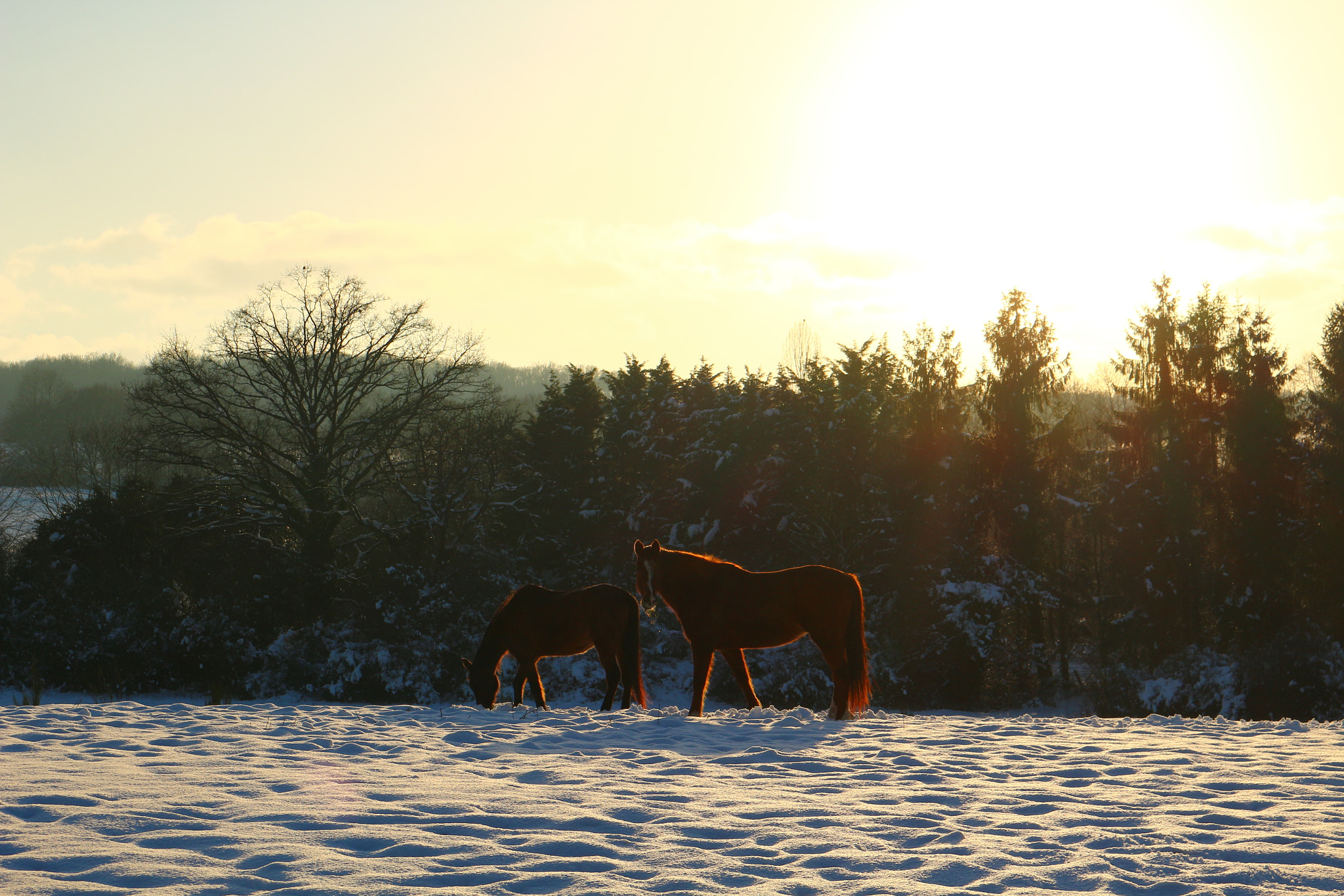 Canon EOS 100D (EOS Rebel SL1 / EOS Kiss X7) + Canon EF-S 18-55mm F3.5-5.6 IS STM sample photo. Horses in the snow photography