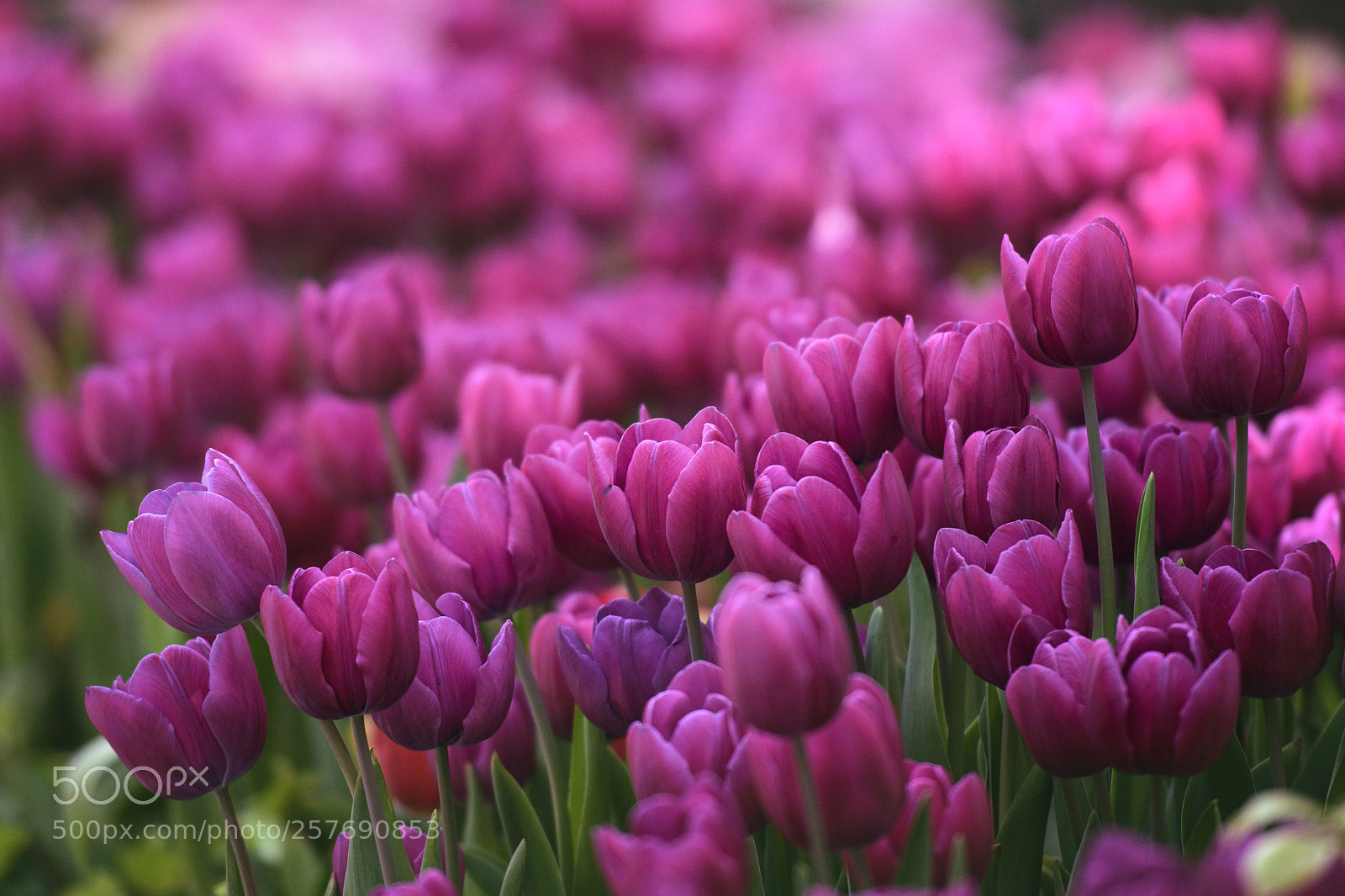 Nikon D750 sample photo. Ladies in pink :: tulips photography