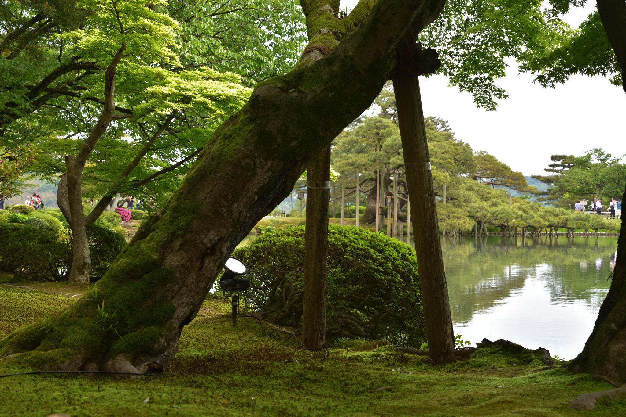 Nikon D750 sample photo. 霞ヶ池と唐崎松 兼六園 photography