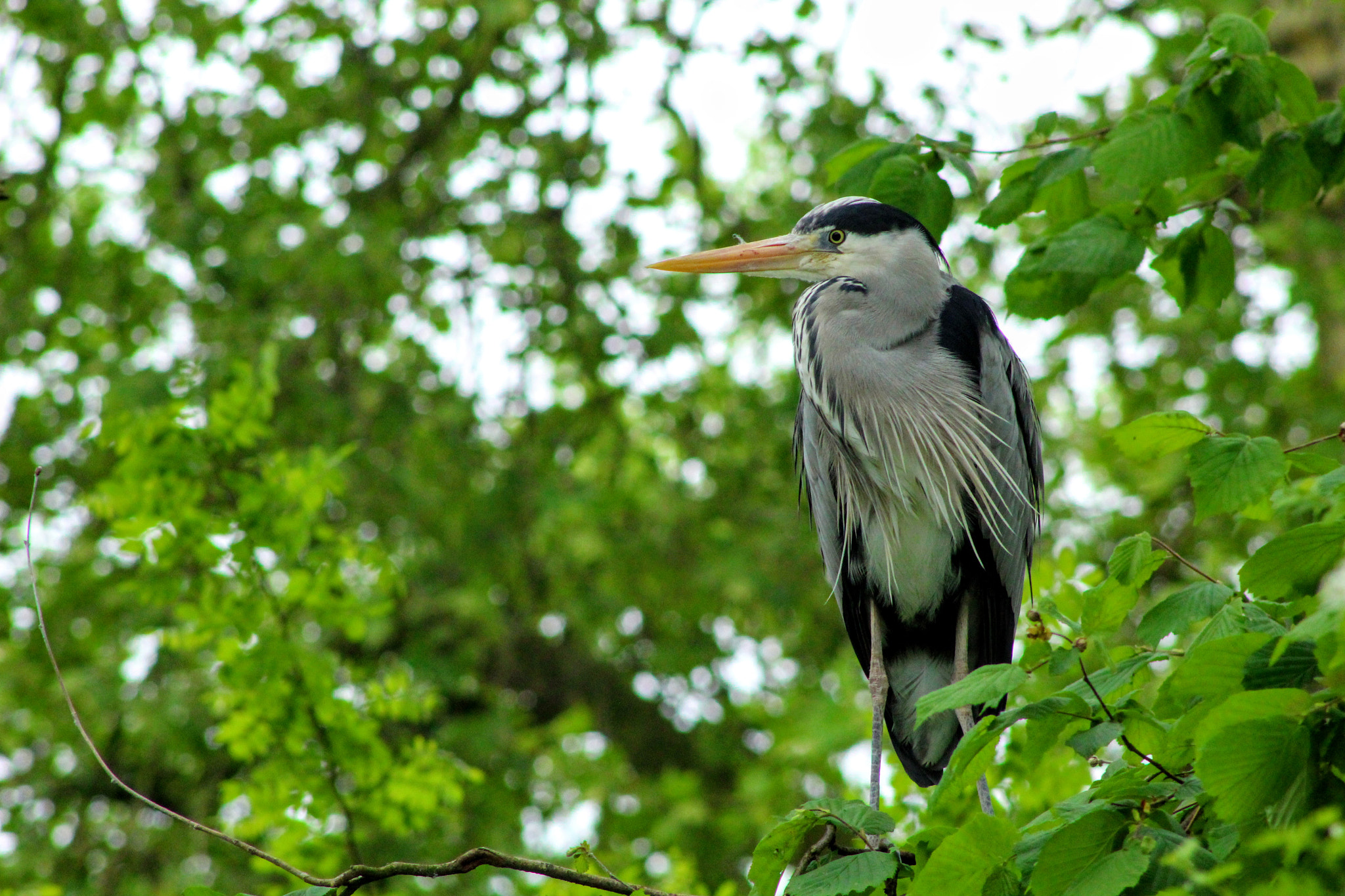 Canon EF 75-300mm f/4-5.6 sample photo. Bird in the zoo photography