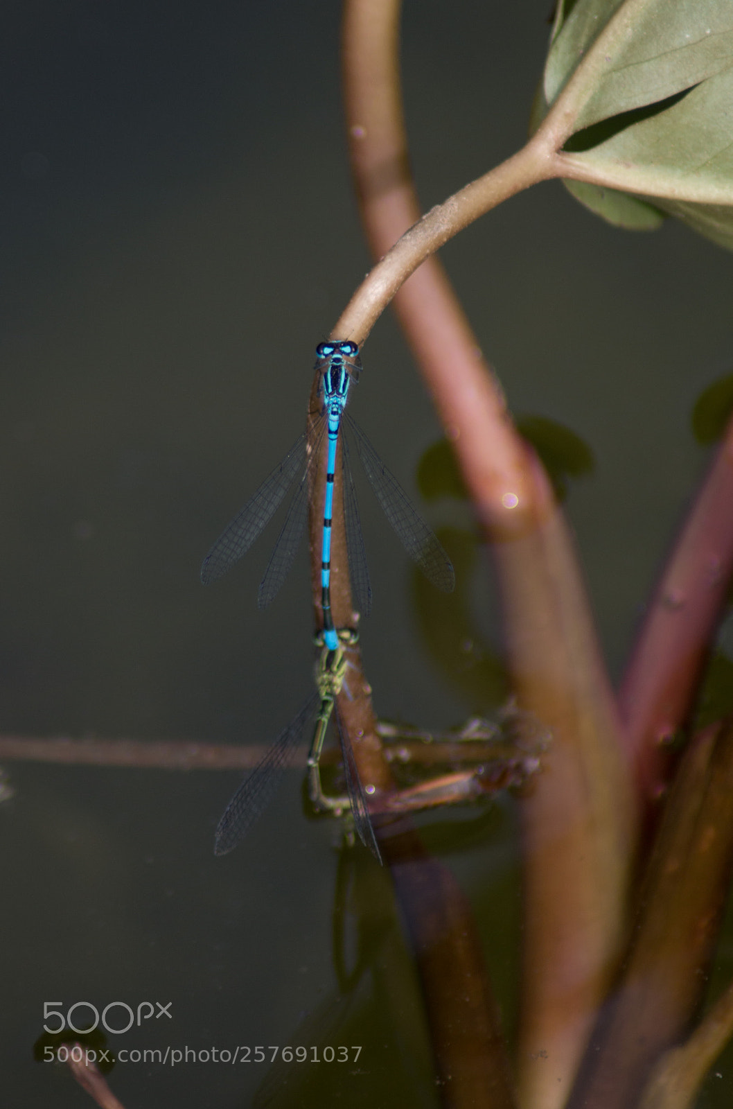 Canon EOS 70D sample photo. Libellen photography