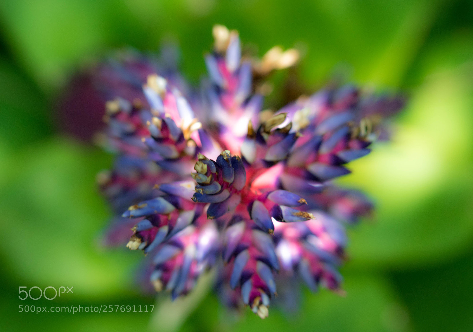 Canon EOS 7D Mark II sample photo. Flower firework photography