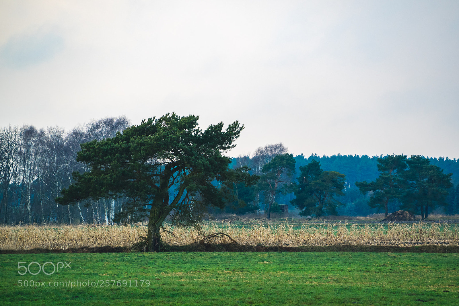 Olympus OM-D E-M1 sample photo. The lonely tree photography
