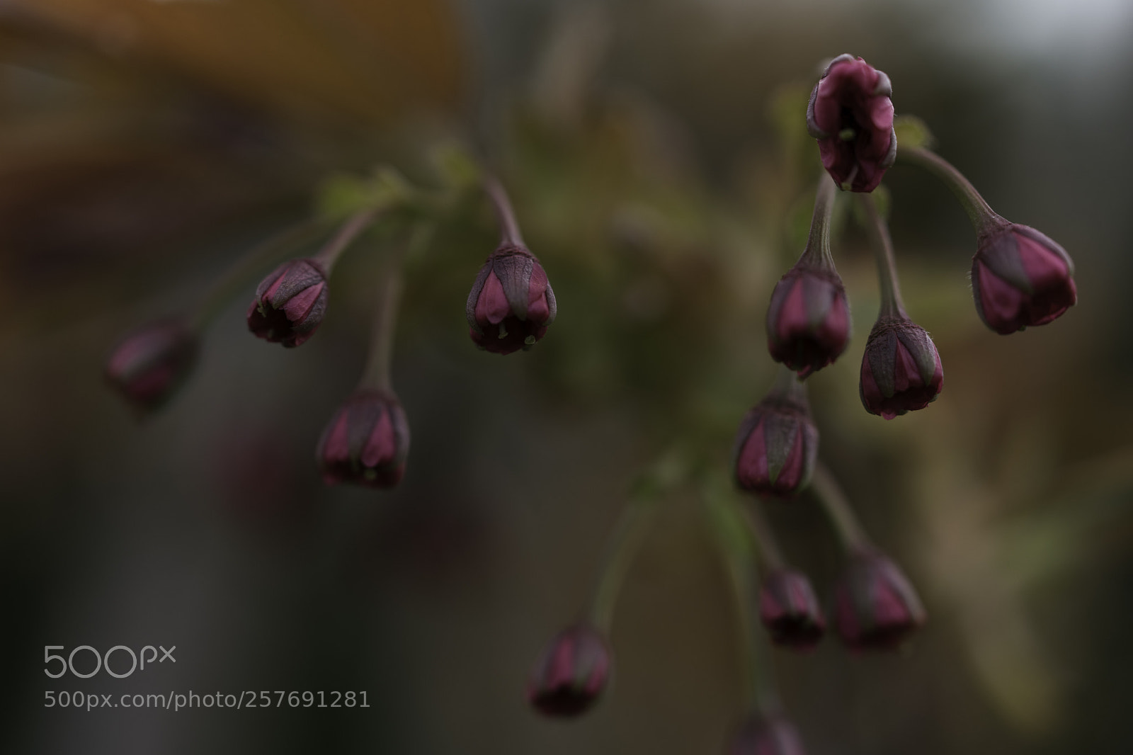 Sony a7 II sample photo. Flowers photography