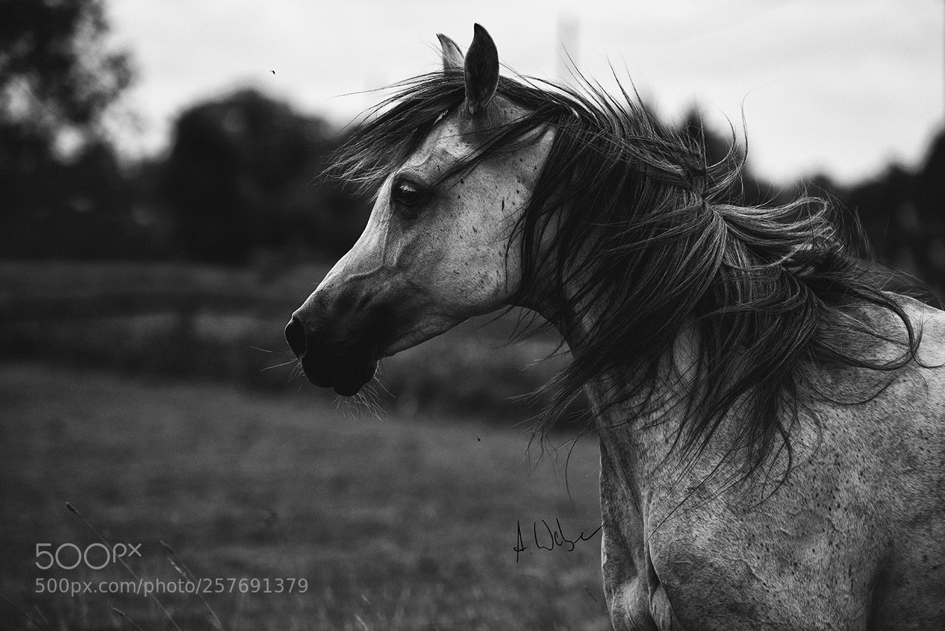 Nikon D750 sample photo. Arabian mare photography