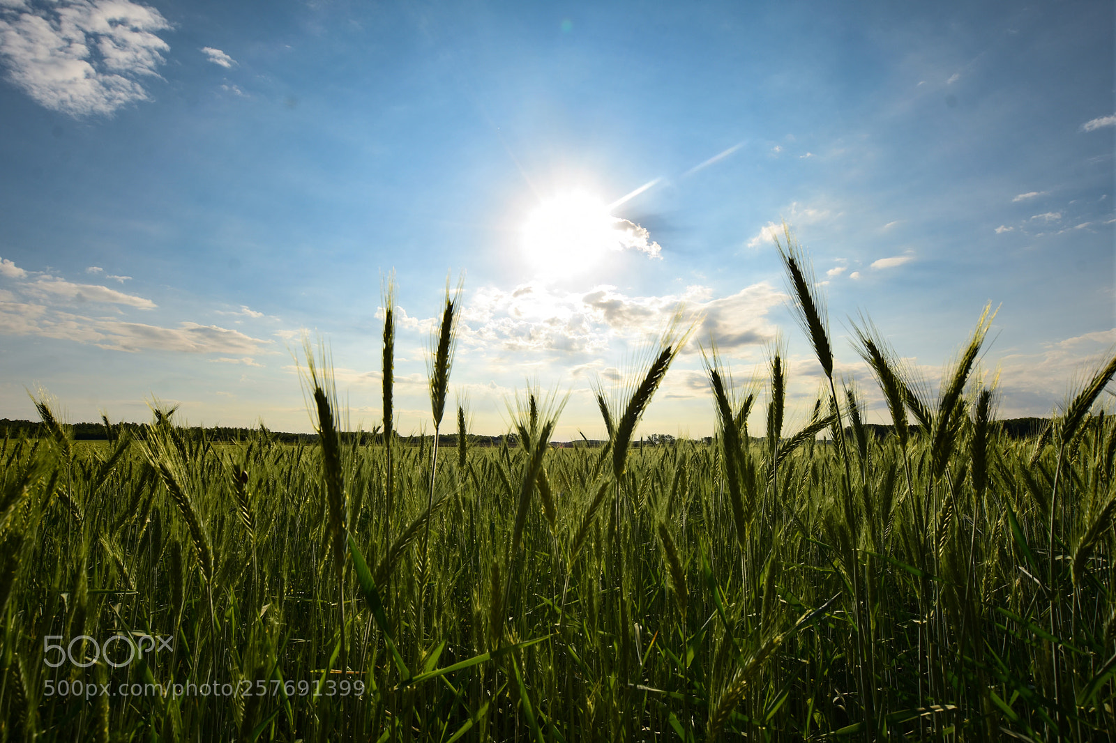 Nikon D7200 sample photo. Untitled photography