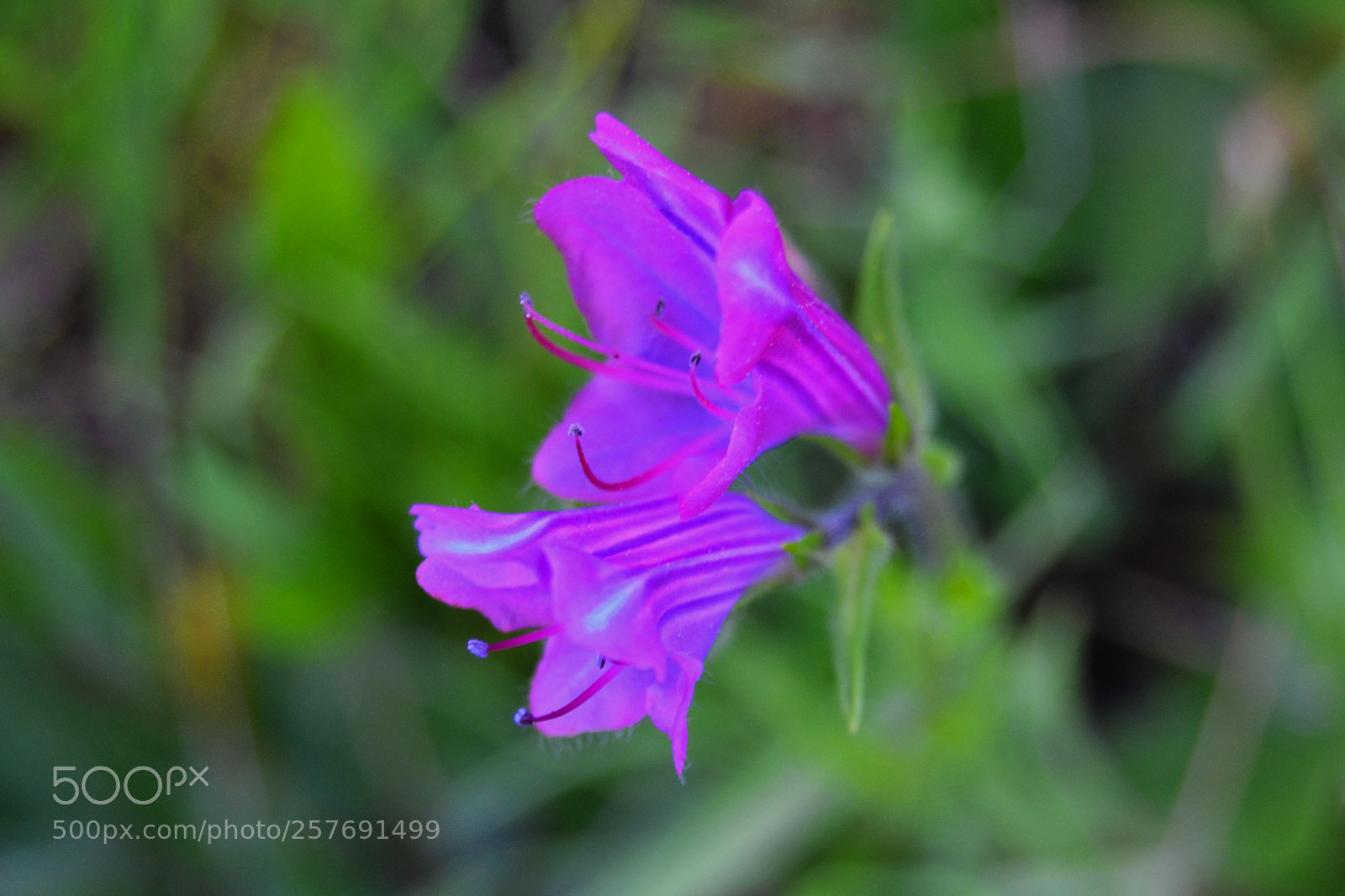 Nikon D3100 sample photo. Flores photography