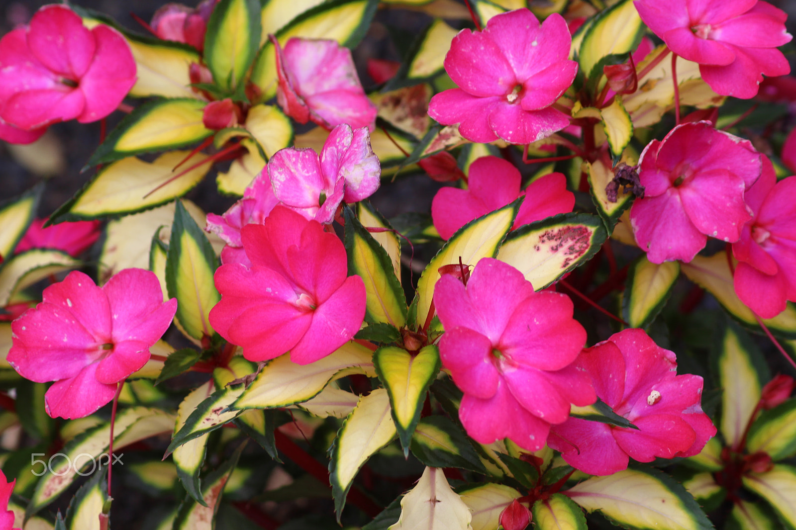 Canon EOS 700D (EOS Rebel T5i / EOS Kiss X7i) sample photo. Pink paradise photography