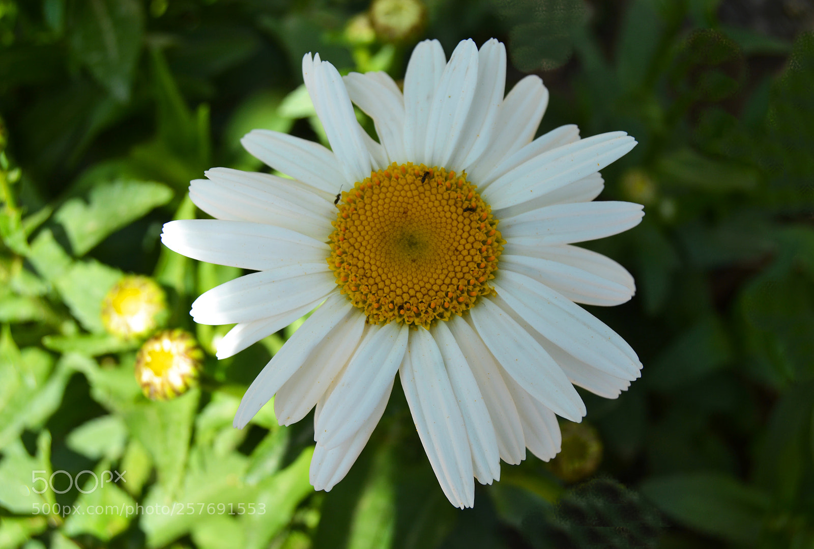Nikon D3100 sample photo. Flor photography