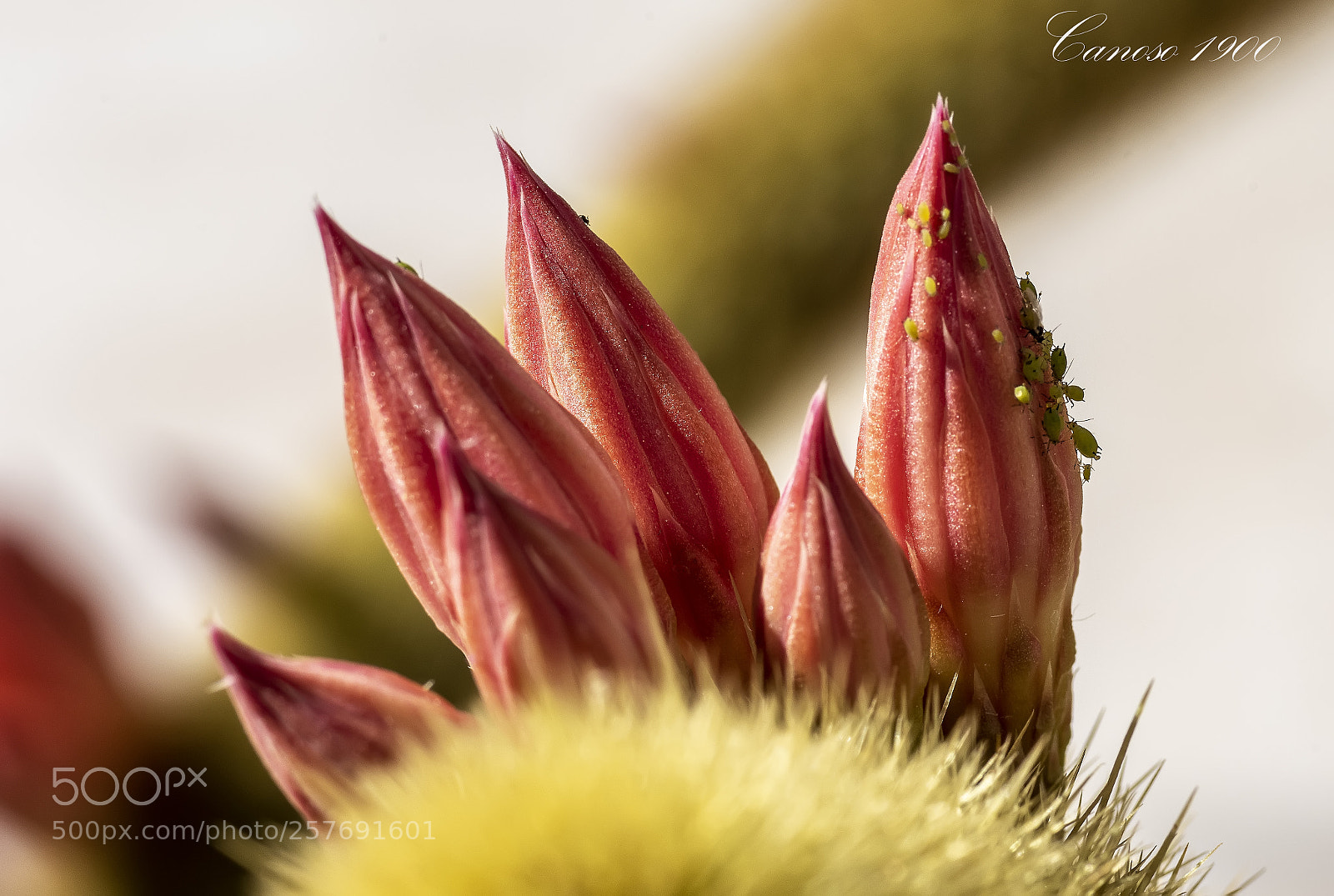 Nikon D810 sample photo. Flor & insectos photography