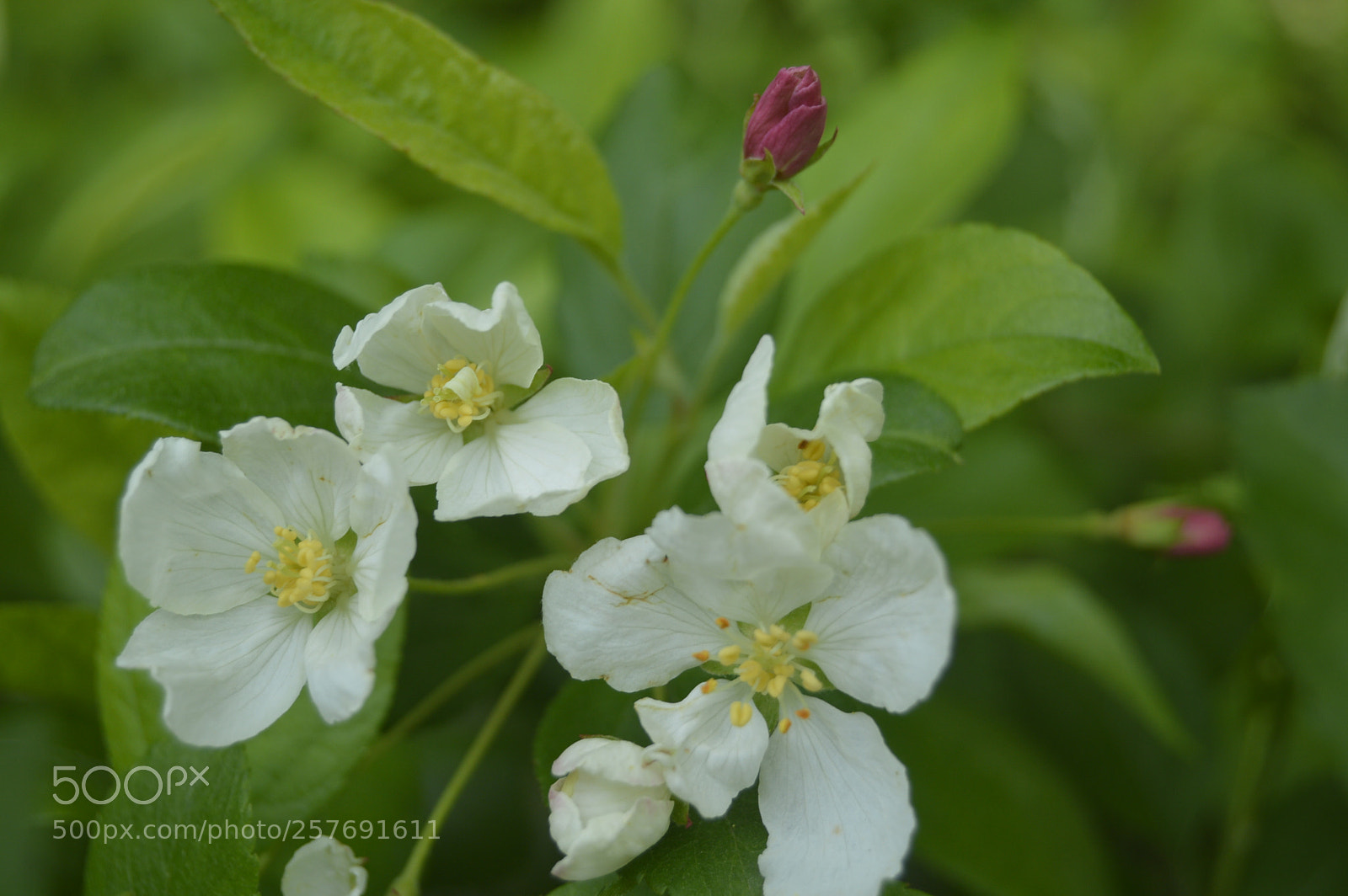 Nikon D3200 sample photo. Dansk natur photography