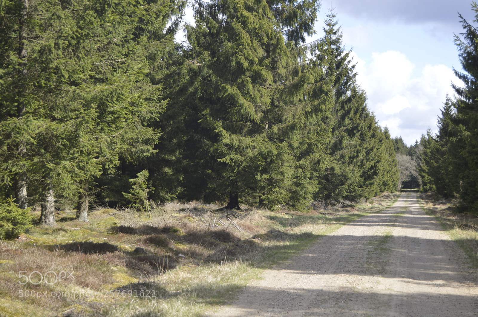 Nikon D3200 sample photo. Dansk natur photography