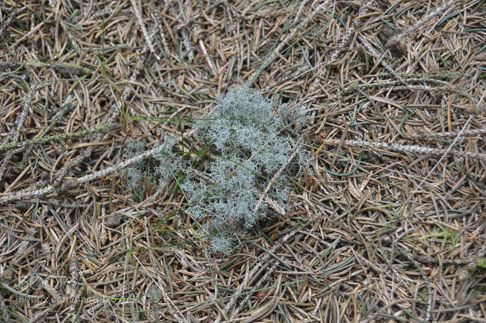 Nikon D3200 sample photo. Dansk natur photography
